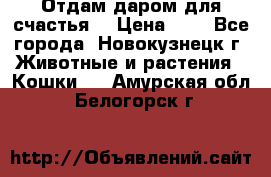 Отдам даром для счастья. › Цена ­ 1 - Все города, Новокузнецк г. Животные и растения » Кошки   . Амурская обл.,Белогорск г.